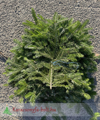 Nordmann fenyőág bála